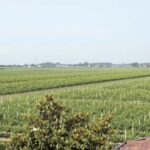 Quarto d'Altino: tours and tastings of the vinegar cellar and vinegars - The Educational Vinegar Tasting Experience