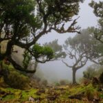 Rabaçal Nature Experience: Alecrim & Lagoa do Vento Hike - Exploring the PR6.2 Levada do Alecrim Trail