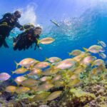 Radazul: Diving Trip in Radazul Bay with Drinks - Meet at Macaronesian Divers in Tenerife