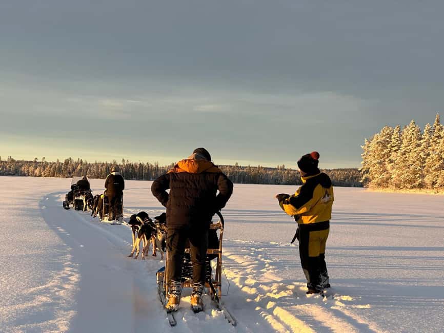 Råneå: Self-drive Dog sled trip through picturesque Lapland - Meeting Point and Location in Råneå