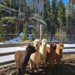 Rantasalmi, Finland: Alpaca walk in the middle of forest - Exploring the Forest: Paths and Grazing Alpacas