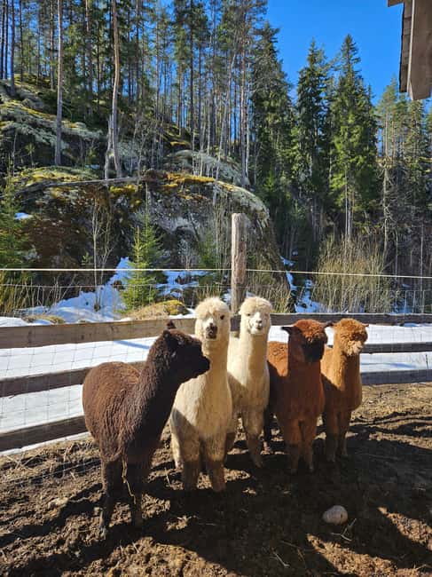 Rantasalmi, Finland: Alpaca walk in the middle of forest - Exploring the Forest: Paths and Grazing Alpacas