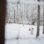 Ranua Wildlife Park Day: Visit the Arctic Animals - Exploring the Enclosures and Animal Habitats