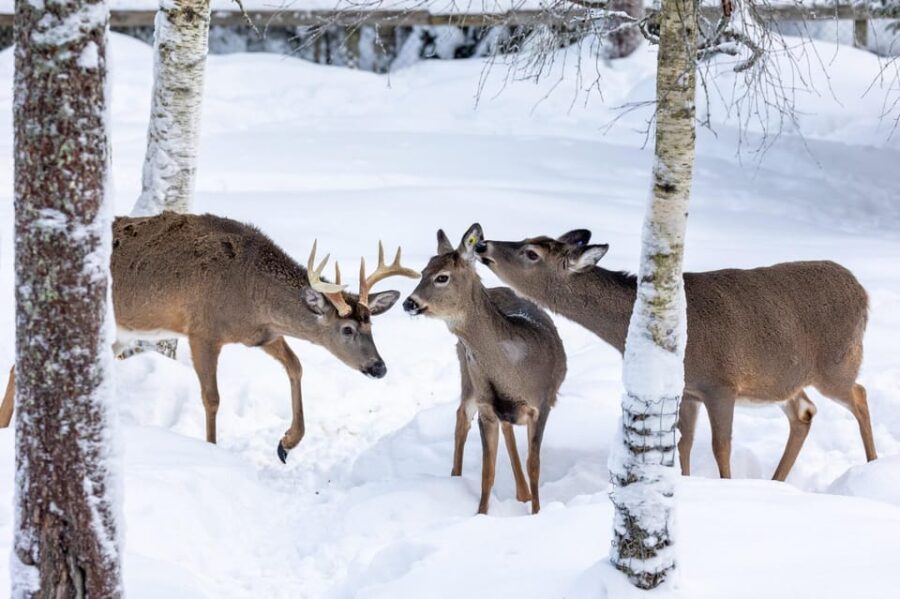 Ranua: Wildlife Park Entrance Ticket - The Walking Route and Enclosure Design