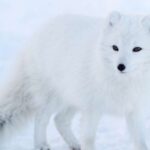 Ranua: Wildlife Park Experience with Buffet Lunch - Experience a Guided Tour of the Ranua Wildlife Park