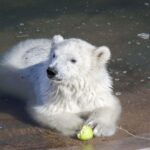 Ranua Wildlife Park Guided Tour from Rovaniemi, With Lunch - Easy Access and Transportation from Rovaniemi