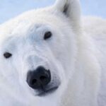 Ranua Zoo - Exploring Ranua Wildlife Park in Natural Habitats