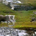 Ranua Zoo and BBQ - Guided Tour with a Focus on Arctic Wildlife