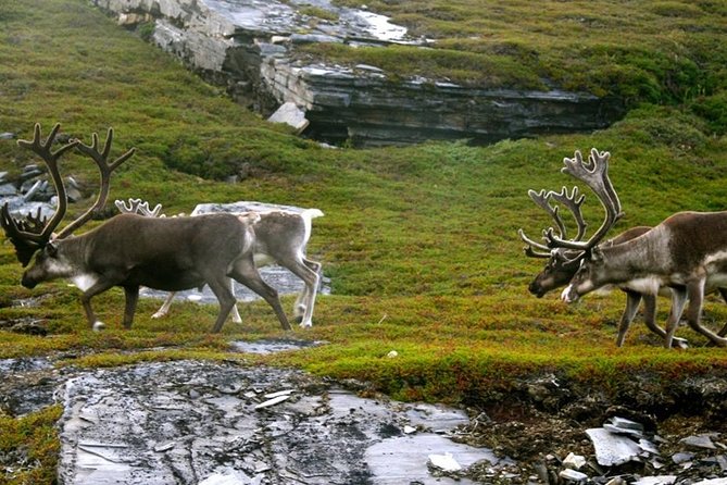 Ranua Zoo and BBQ - Guided Tour with a Focus on Arctic Wildlife