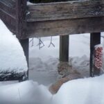 Ranua Zoo- Guided day tour from Rovaniemi - Ranua Wildlife Park: The Heart of the Arctic Experience