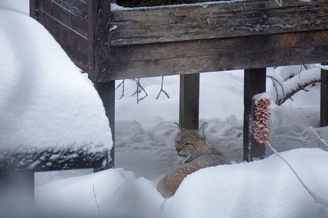 Ranua Zoo- Guided day tour from Rovaniemi - Ranua Wildlife Park: The Heart of the Arctic Experience