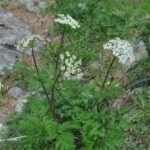 RARE PLANTS IN AOSTA VALLEY - Discovering the Rare Plants of the Aosta Valley