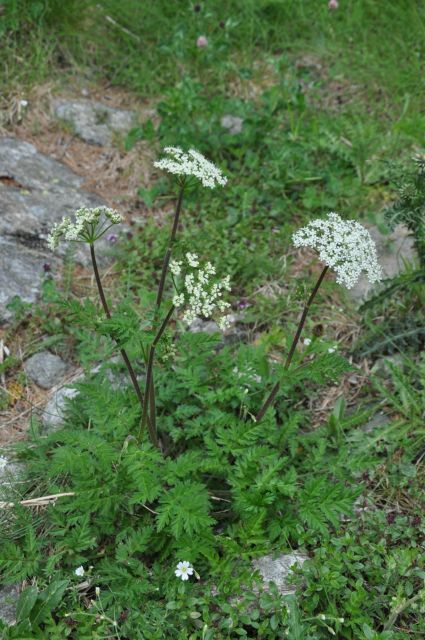 RARE PLANTS IN AOSTA VALLEY - Discovering the Rare Plants of the Aosta Valley