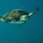 RECREATIONAL DIVE (certified divers only) : Explore Canarian Sealife - How the Guided Experience is Tailored to Different Skill Levels