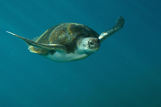 RECREATIONAL DIVE (certified divers only) : Explore Canarian Sealife - How the Guided Experience is Tailored to Different Skill Levels