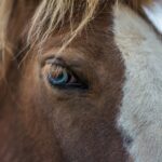 Red Lava Horse Riding Tour From Reykjavik - Exploring Heidmork Nature Reserve and Lava Hills
