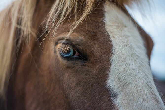 Red Lava Horse Riding Tour From Reykjavik - Exploring Heidmork Nature Reserve and Lava Hills