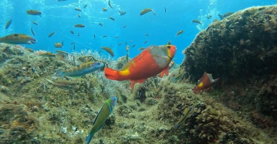 Reef Fish Watching - Madeira’s Marine Natural Reserve: Garajau’s Underwater Charm