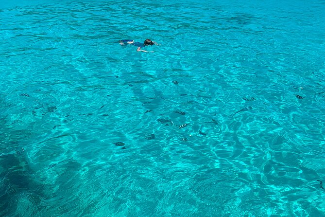 Reef Safari - Snorkeling, Fish Feeding & Lunch (Shared Day Trip) - Moyenne Island Exploration and Giant Tortoises