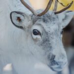 Reindeer Experience with Sledge Ride - Interacting with Reindeer: Feeding and Photos