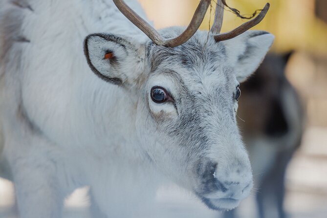 Reindeer Experience with Sledge Ride - Interacting with Reindeer: Feeding and Photos