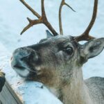 Reindeer Park Adventure - Visiting the Reindeer Farm: Close Encounters with Finnish Iconic Animals