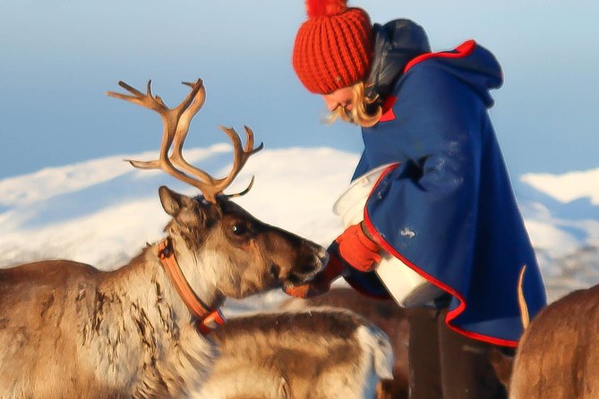 Reindeer Sledding Experience and Sami Culture Tour from Tromso - Reindeer Feeding: Personal Encounters with Arctic Animals