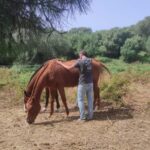Relax & Mindfulness with Horses in Vejer de la Frontera - Practicing Mindfulness Techniques in Nature