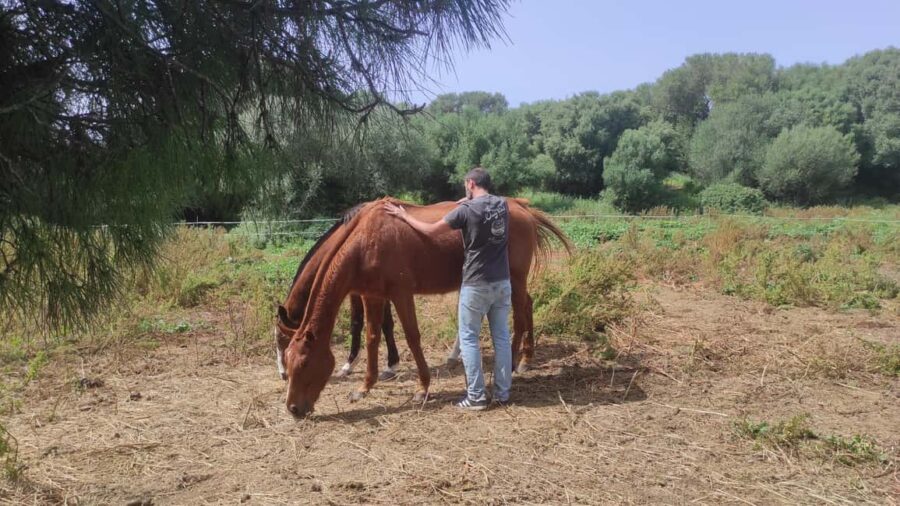 Relax & Mindfulness with Horses in Vejer de la Frontera - Practicing Mindfulness Techniques in Nature