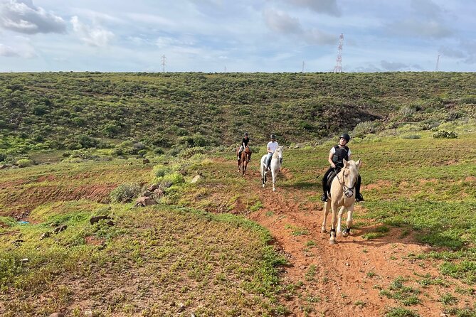 Relaxing Horse Riding Tour in Gran Canaria - What the Horse Riding Experience Looks Like
