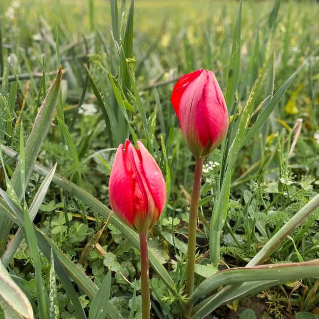 Rethymno: Flower Adventure - Discovering the Spili Topical Trail and Wildflowers