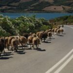 Rethymno | Safari Tour in Private - Crete’s Scenic Highlights: From Spili to Preveli Beach