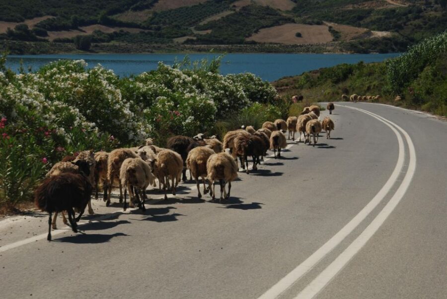 Rethymno | Safari Tour in Private - Crete’s Scenic Highlights: From Spili to Preveli Beach