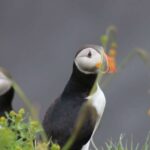 Reykjavik: 1-Hour Puffin Watching Tour - The Specific Route and Island Stops