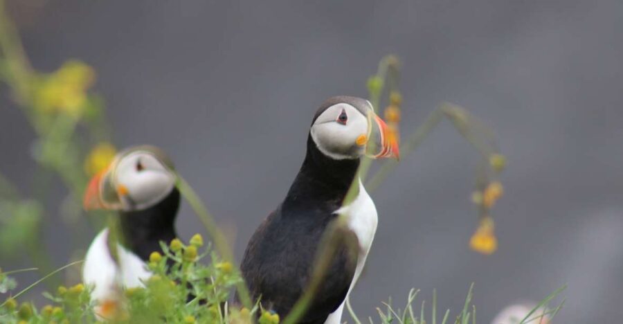 Reykjavik: 1-Hour Puffin Watching Tour - The Specific Route and Island Stops