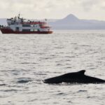 Reykjavik: Afternoon Whale Watching Super Saver - Key Points