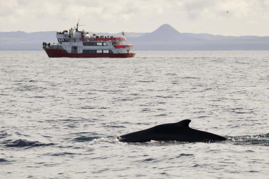 Reykjavik: Afternoon Whale Watching Super Saver - Key Points