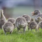 Reykjavík City Card - Convenient Pick-Up at Multiple Reykjavik Locations