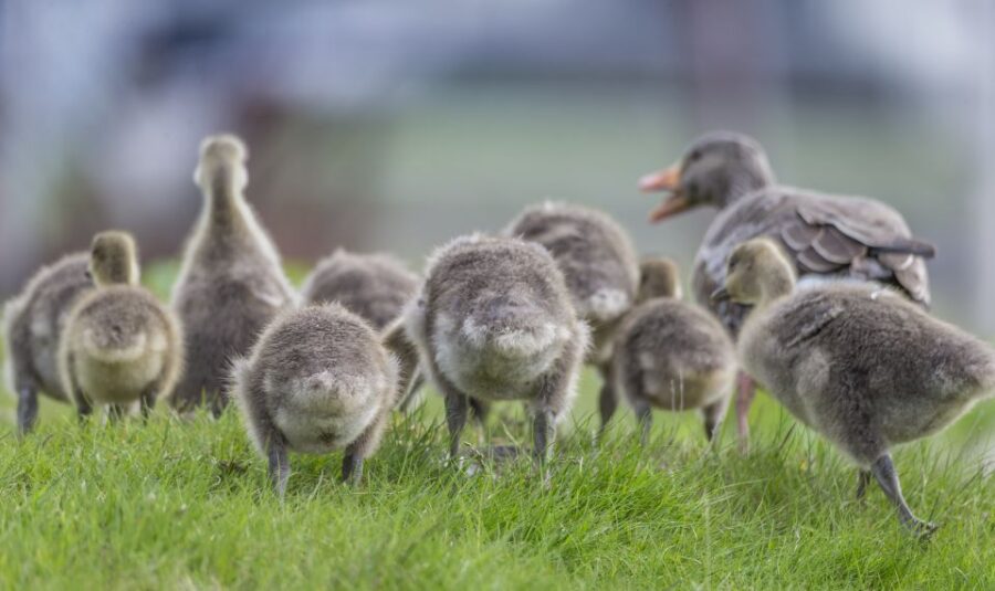 Reykjavík City Card - Convenient Pick-Up at Multiple Reykjavik Locations