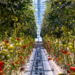 Reykjavik: Golden Circle with Laugarvatn Fontana Admission - A Tasty Break at Fridheimar Tomato Greenhouse