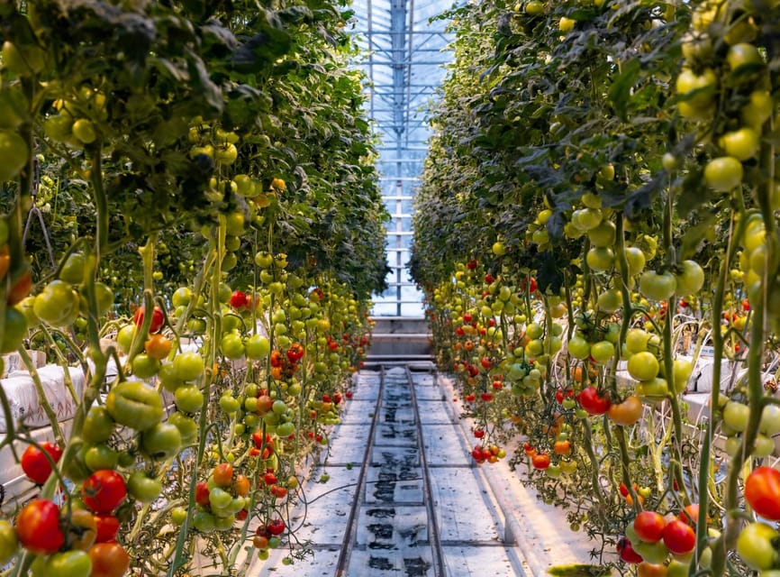 Reykjavik: Golden Circle with Laugarvatn Fontana Admission - A Tasty Break at Fridheimar Tomato Greenhouse