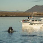 Reykjavík: Midnight Sun Whale Watching Cruise - The Departure Point and Booking Flexibility