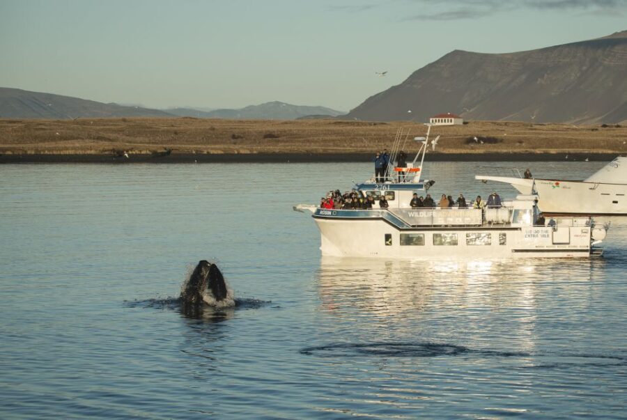 Reykjavík: Midnight Sun Whale Watching Cruise - The Departure Point and Booking Flexibility