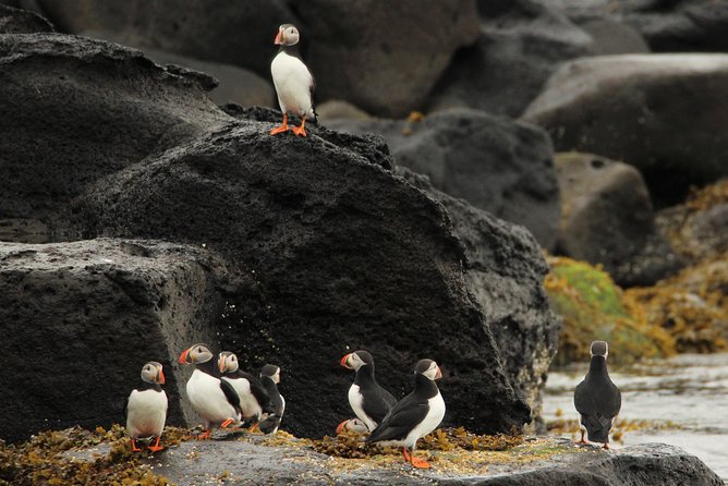 Reykjavik Premium Puffin tour | Close Up and Personal - Meeting Point and Departure Details at Elding Whale Watching