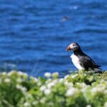 Reykjavik: Puffin Watching Tour - Departing from Reykjavík’s Old Harbour
