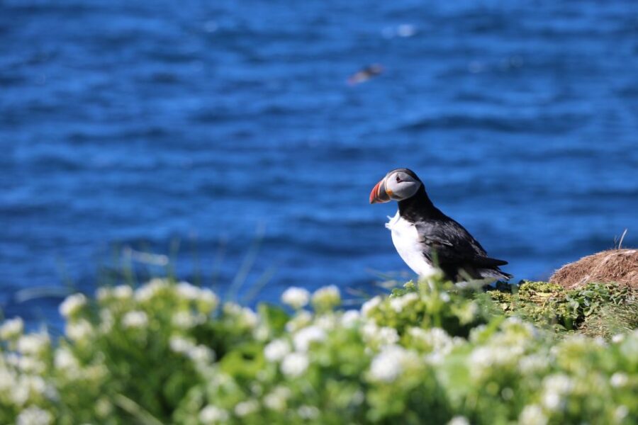 Reykjavik: Puffin Watching Tour - Departing from Reykjavík’s Old Harbour