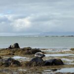 Reykjavik: Snæfellsnes Peninsula Day Tour Chinese Speaking - Visit the Black Church of Búðir: A Photogenic Landmark
