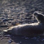 Reykjavik: Snæfellsnes Peninsula Tour in Chinese - Key Points