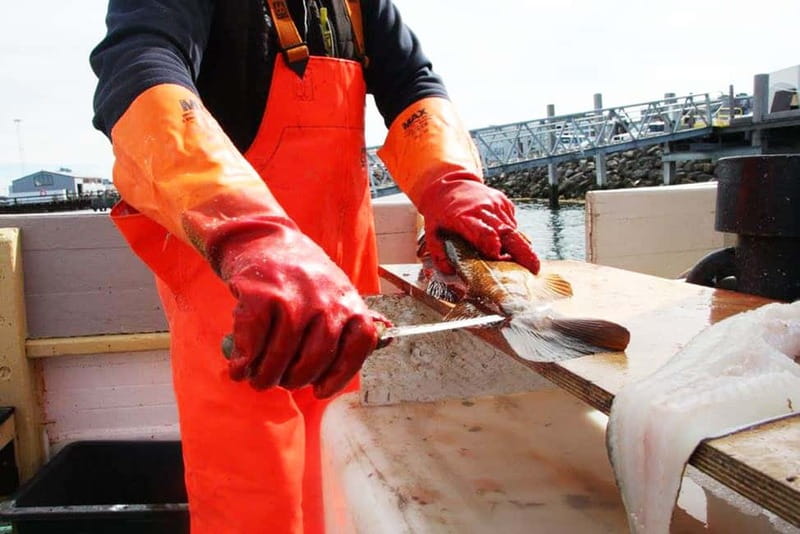 Reykjavik: Traditional Sea Fishing with BBQ Feast - Starting Point at the Old Harbor in Reykjavik