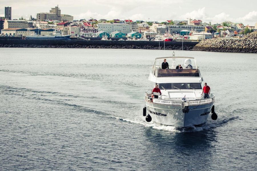 Reykjavik: Whale Watching and Dolphin Watching Yacht Cruise - What Marine Wildlife Can Be Seen